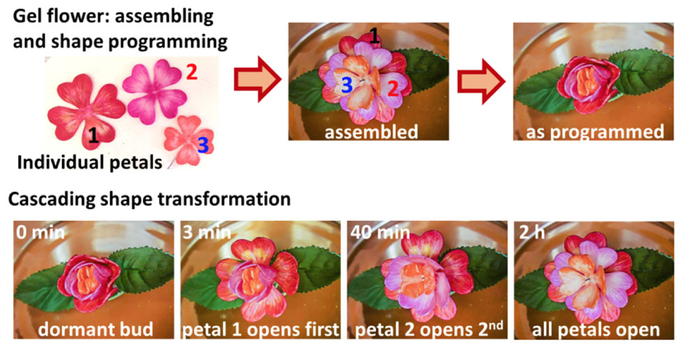 Rose petals made from shape-shifting materials, programmed to open one after the other, with the bud opening into a flower.